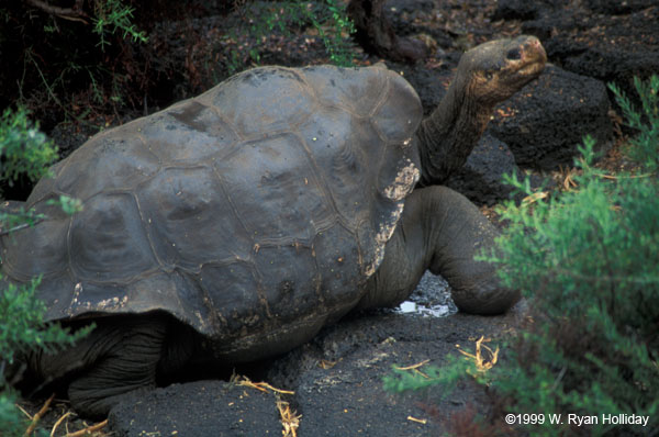 Galapagos Tortoise