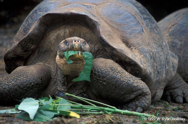 Galapagos Tortoise
