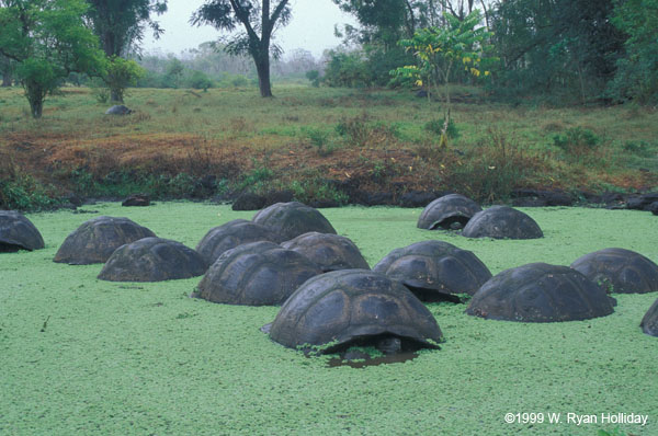 Galapagos Tortoises