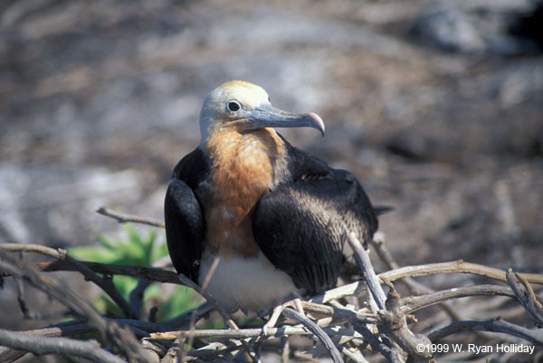 Juvenile Frigate Bird