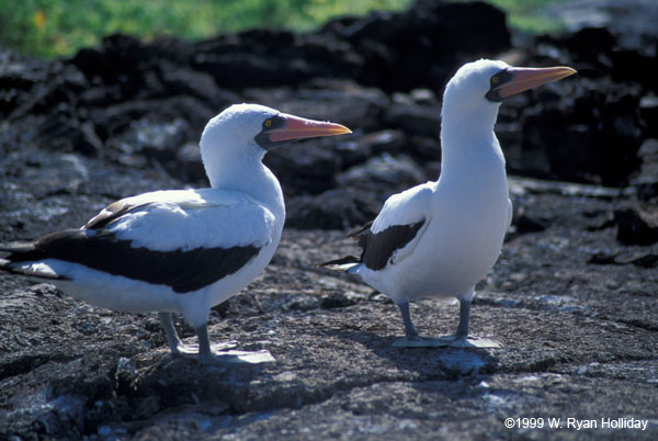 Nazca Boobies