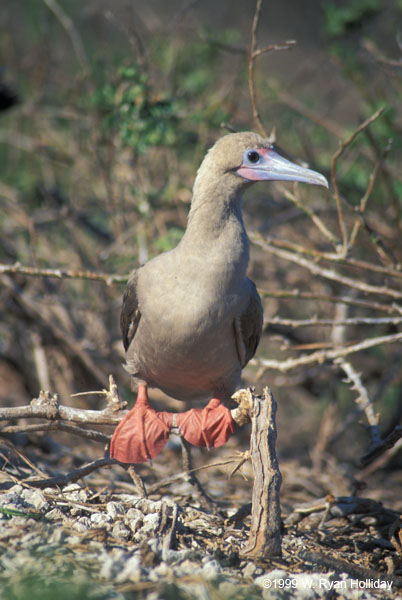 Red-Footed Boobie