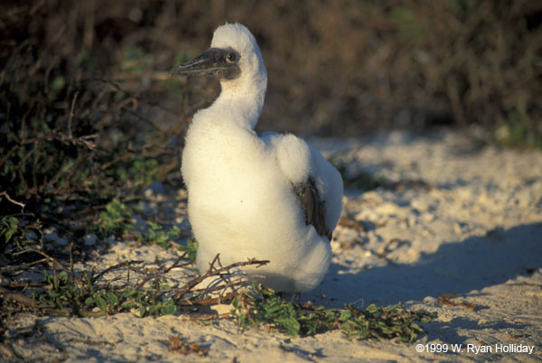 Nazca Boobie Chick