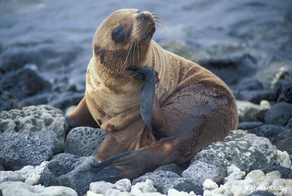 Sea Lion