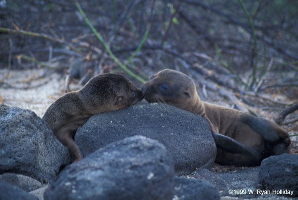 Sea Lions