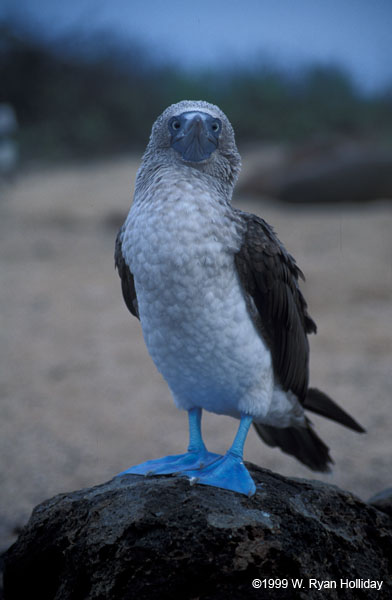 Blue-Footed Boobie