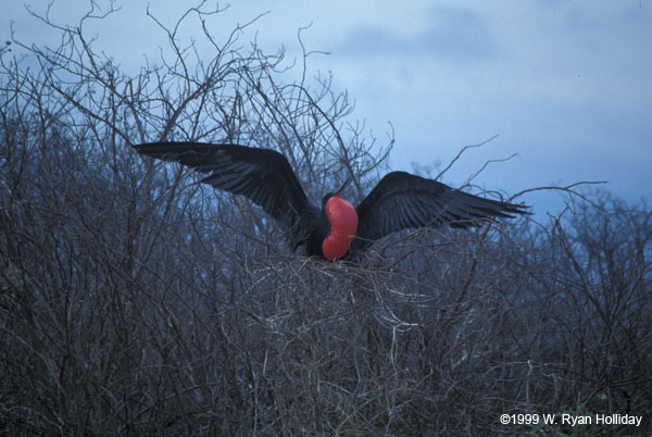 Frigate Bird