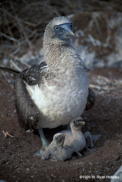 Blue-Footed Boobie