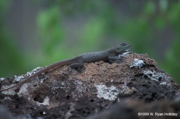 Lava Lizard