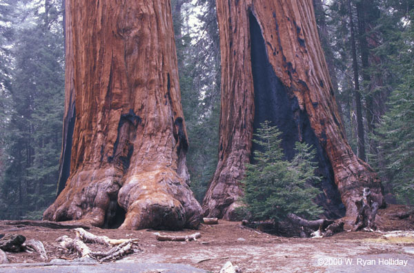 2004 fleetwood sequoiaspecifications