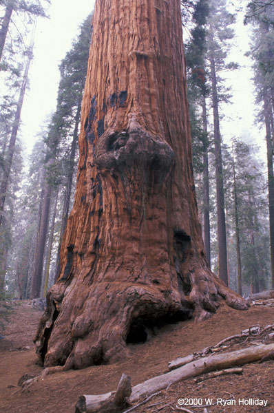 Giant Sequoia