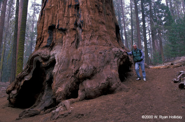 Me and Giant Sequoia