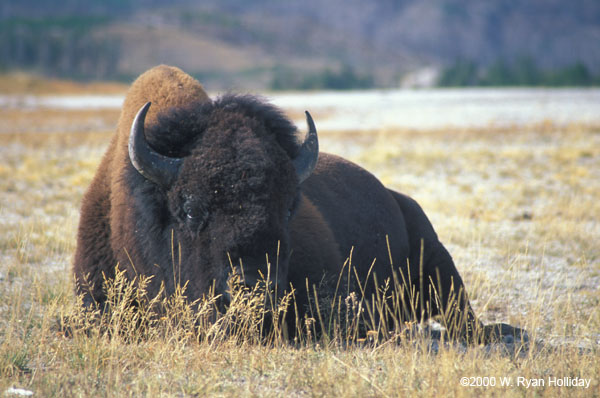 Buffalo near Old Faithful