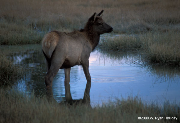 Elk in Pool near Old Faithful
