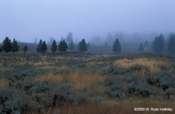 Meadow