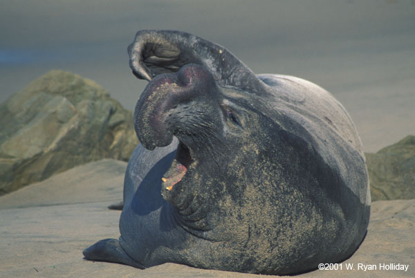 Elephant Seal