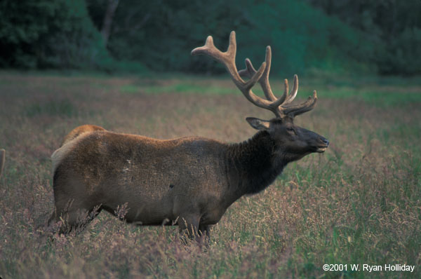 Bull Elk