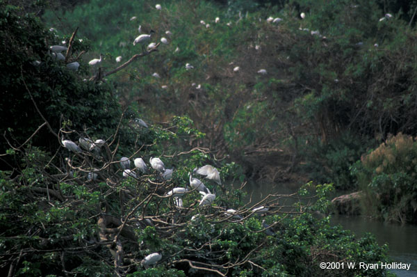 Birds near Mysore