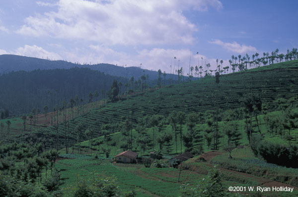 Tea Plantation