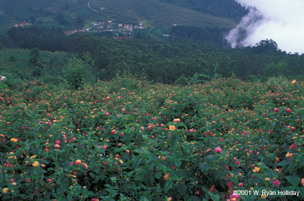 Flowers and Clouds