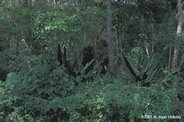 Bull Elephant (Hiding)