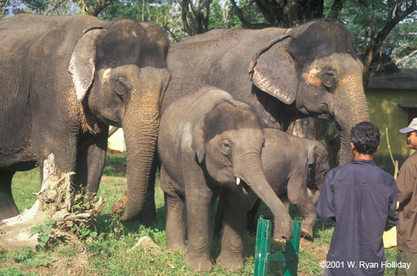 Domestic Elephants