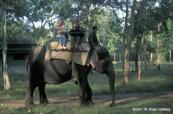 Elephant with Riders