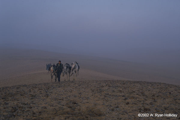 Horses at Sunrise Near Pyramids