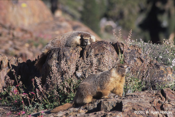 Marmots