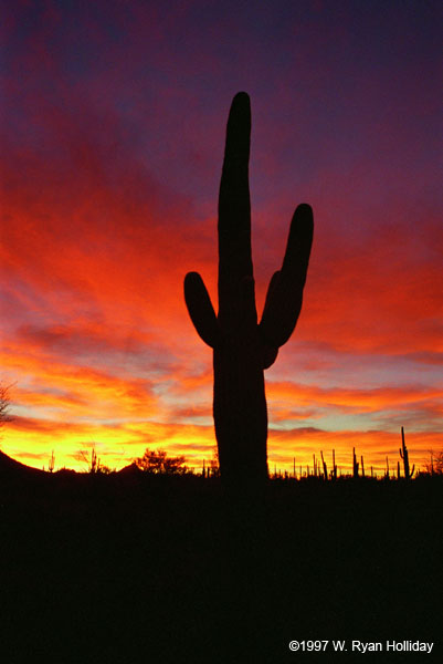 Saguaro Cactus at Sunrise