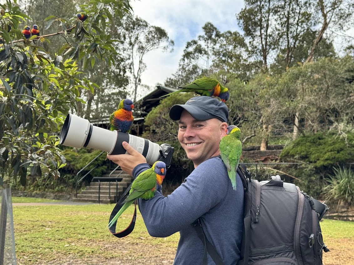 Lorikeets, New South Wales