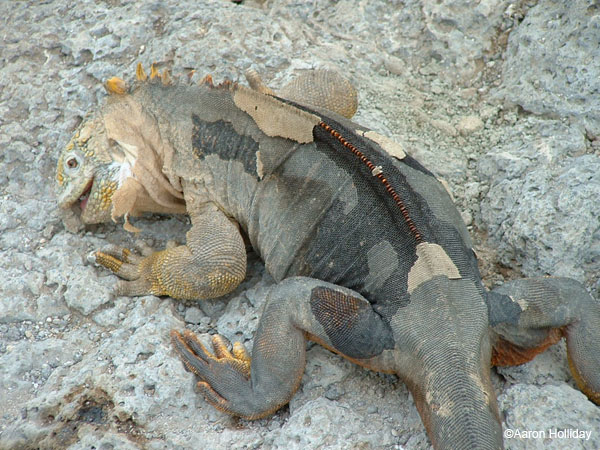 Land Iguana