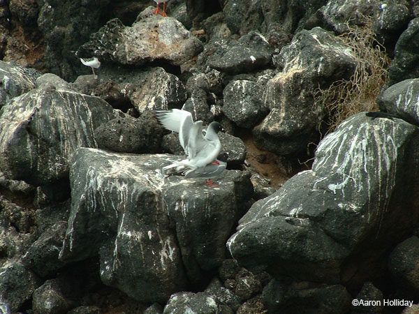 Swallow-Tail Gulls