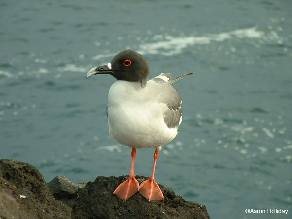 Swallow-Tail Gull
