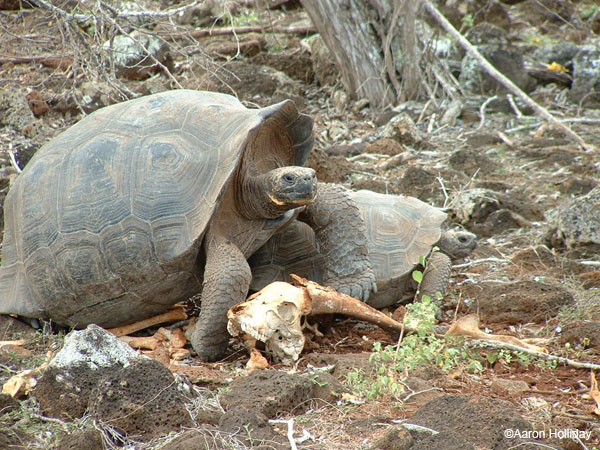 Galapagos Tortoise