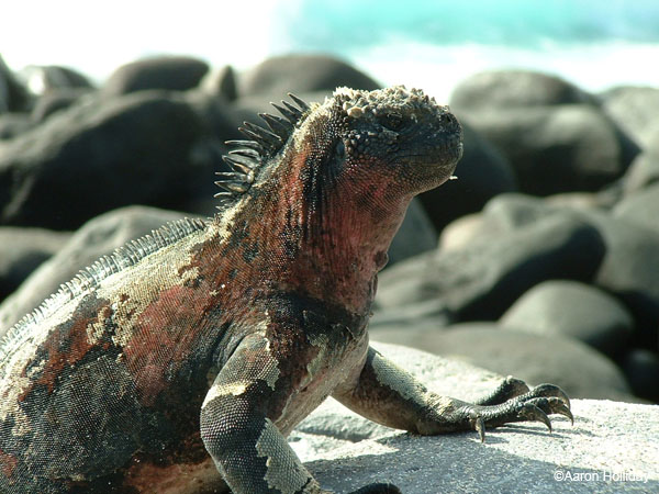 Marine Iguana