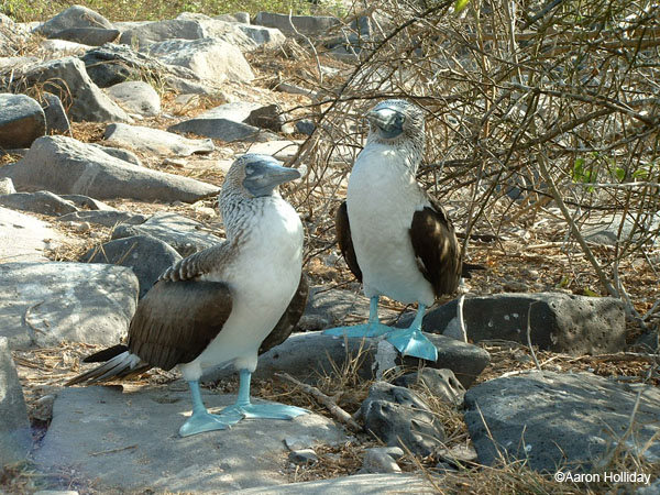 Blue-Footed Boobies