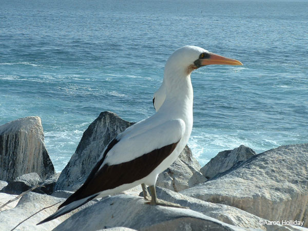 Nazca Boobie