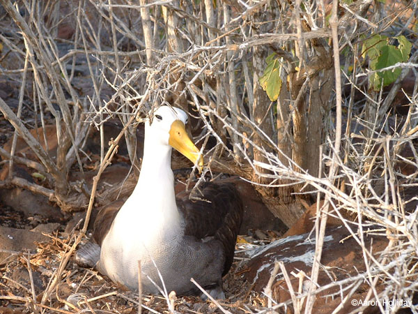 Waved Albatross