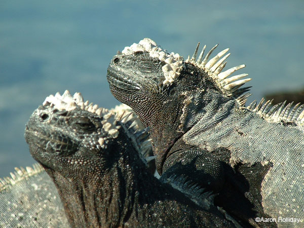 Marine Iguanas