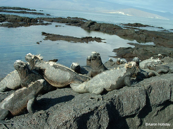 Marine Iguanas