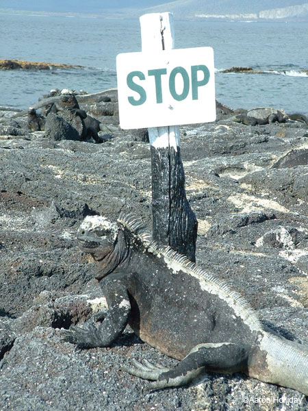 Marine Iguana