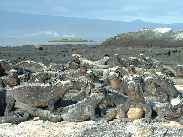 Marine Iguanas