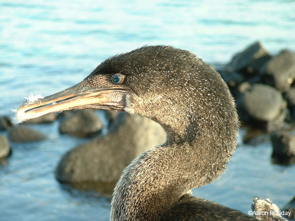 Flightless Cormorant