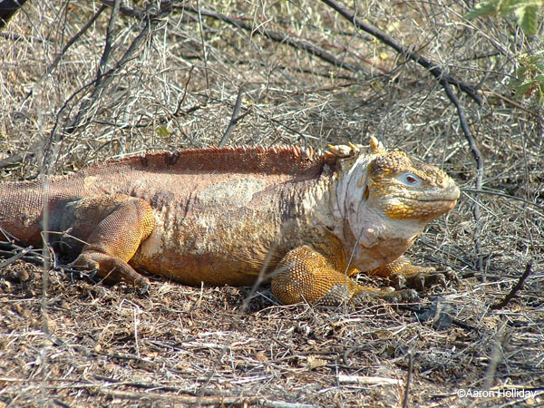 Land Iguana