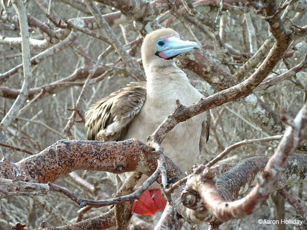 Red-Footed Boobie