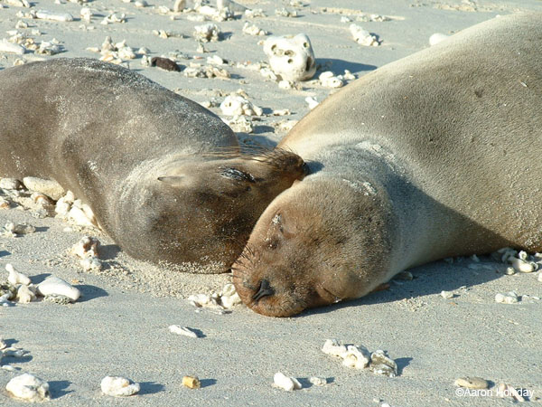 Sea Lions