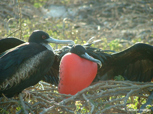 Frigate Birds