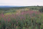 Fireweed near Dempster Highway