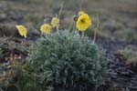 Flowers with Morning Frost